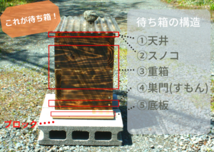 日本ミツバチの巣箱の作り方 初心者でも簡単 重箱式巣箱の作り方とコツを解説 こうキングログ
