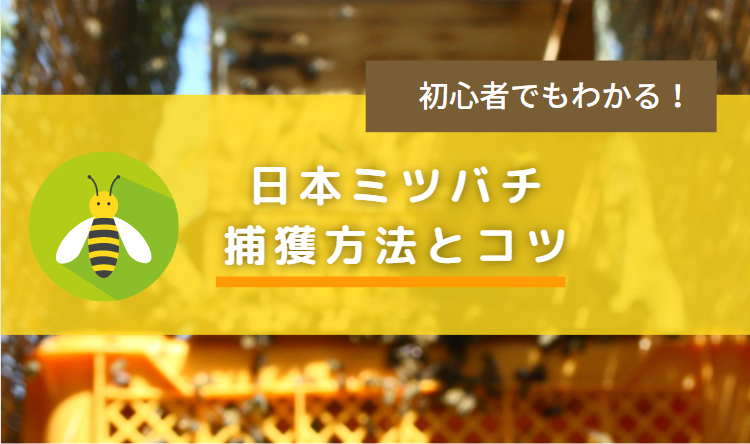 日本ミツバチの捕獲方法 プロに教わる 分蜂群が入りやすい巣箱設置方法とコツを解説 こうキングログ