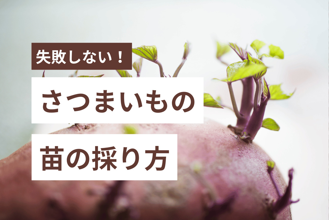 さつまいもの苗の作り方｜初心者でもわかる！注意点も徹底解説！ | のらぐらし
