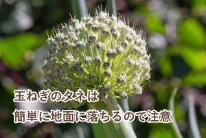 種がつき始めている玉ねぎの花