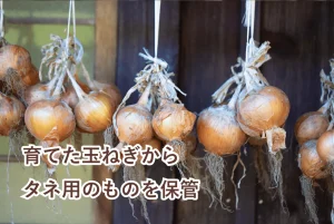 保存中の玉ねぎ