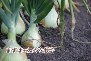 栽培中の玉ねぎ