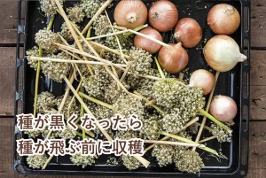 収穫した玉ねぎの種
