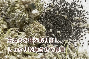 花から取り出した玉ねぎの種