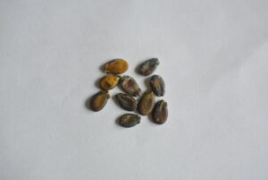 保存するためにとっている植物の種