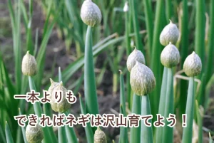 複数のネギが集まっている画像